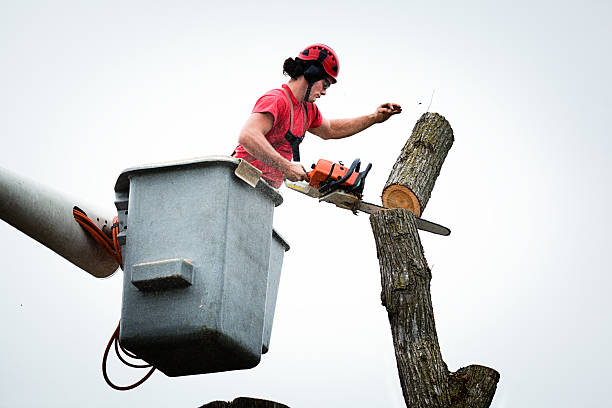 How Our Tree Care Process Works  in  Cameron Park, TX